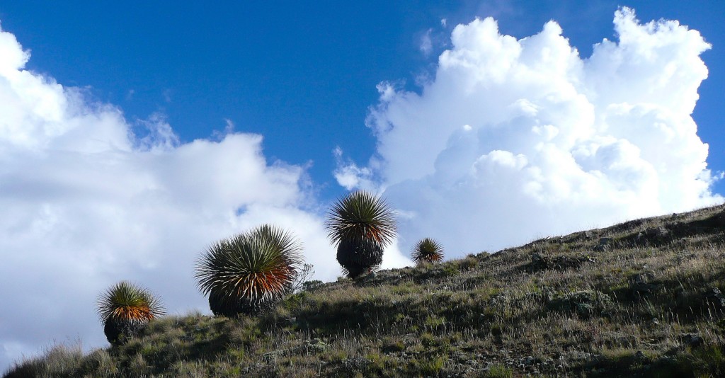 Puya raimondii, Winchus, Cordillera Negra, Ancash, Peru 2009 Copyright B. Kamm
