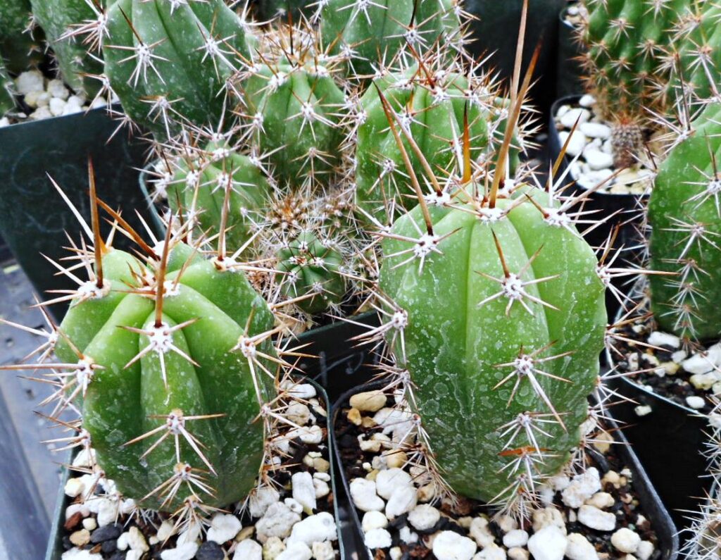 8+ Thousand Cactus Kawaii Royalty-Free Images, Stock Photos