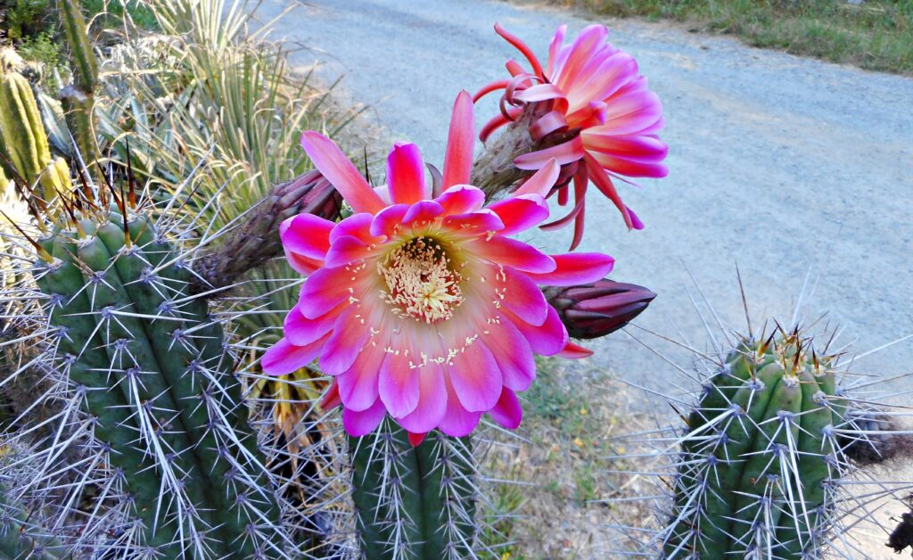10+ Pink Flower Cactus