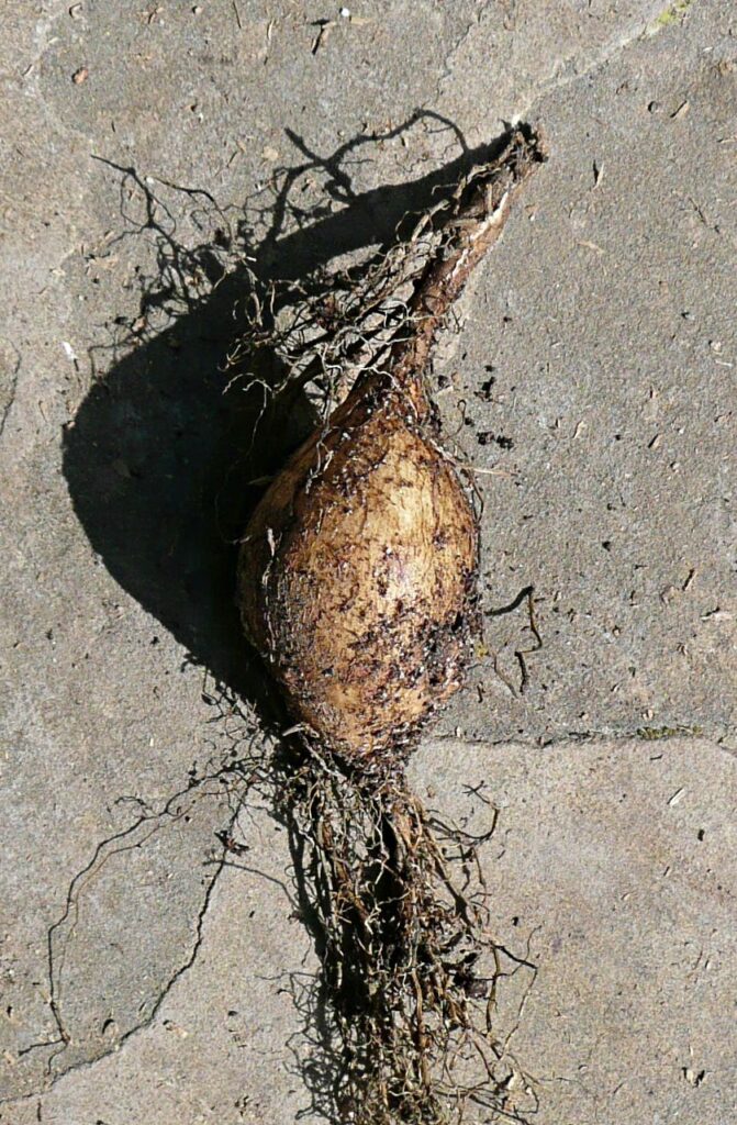 Andean Tuber Crops » Sacred Succulents