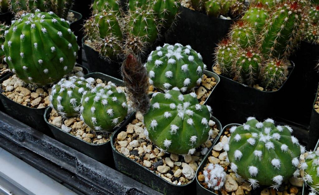 Sacred Succulents