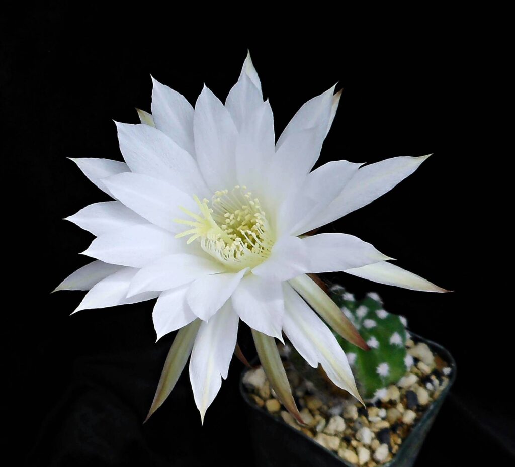 Sacred Succulents